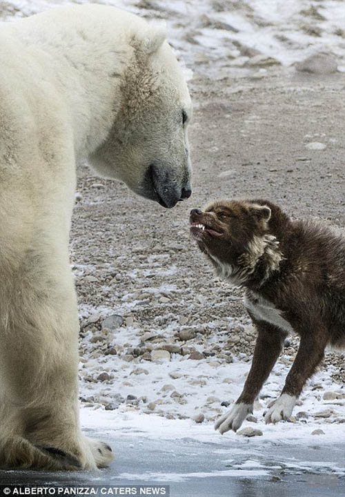 Собака атакует белого медведя 6